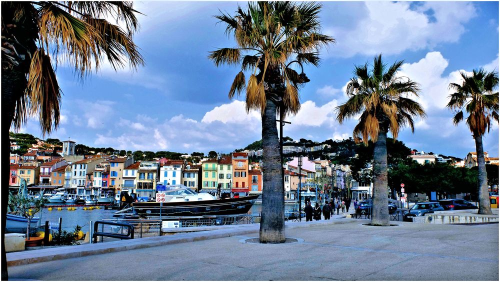 Les palmiers de Cassis