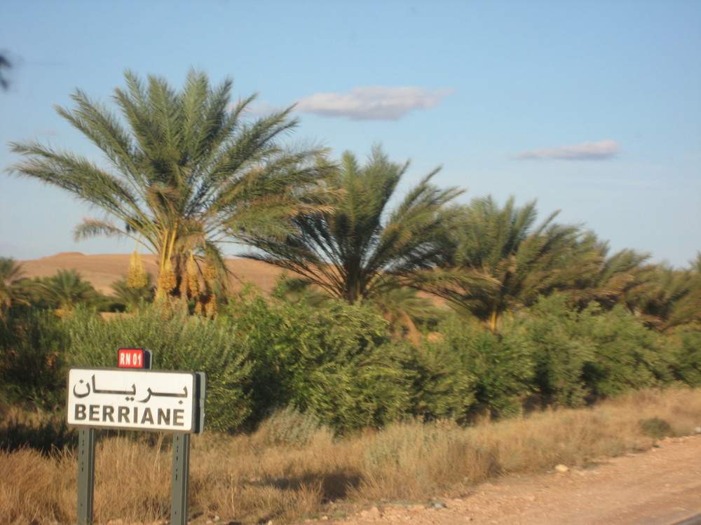 LES PALMIERS DE GHARDAIA