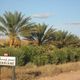 LES PALMIERS DE GHARDAIA