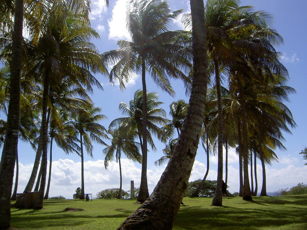 les palmiers de Marie Galante