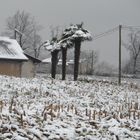 les palmiers en sont tout retournés...!!!