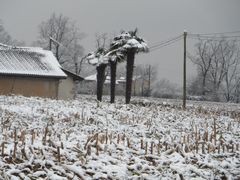 les palmiers en sont tout retournés...!!!