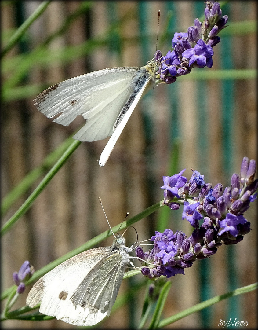 Les papillons blancs