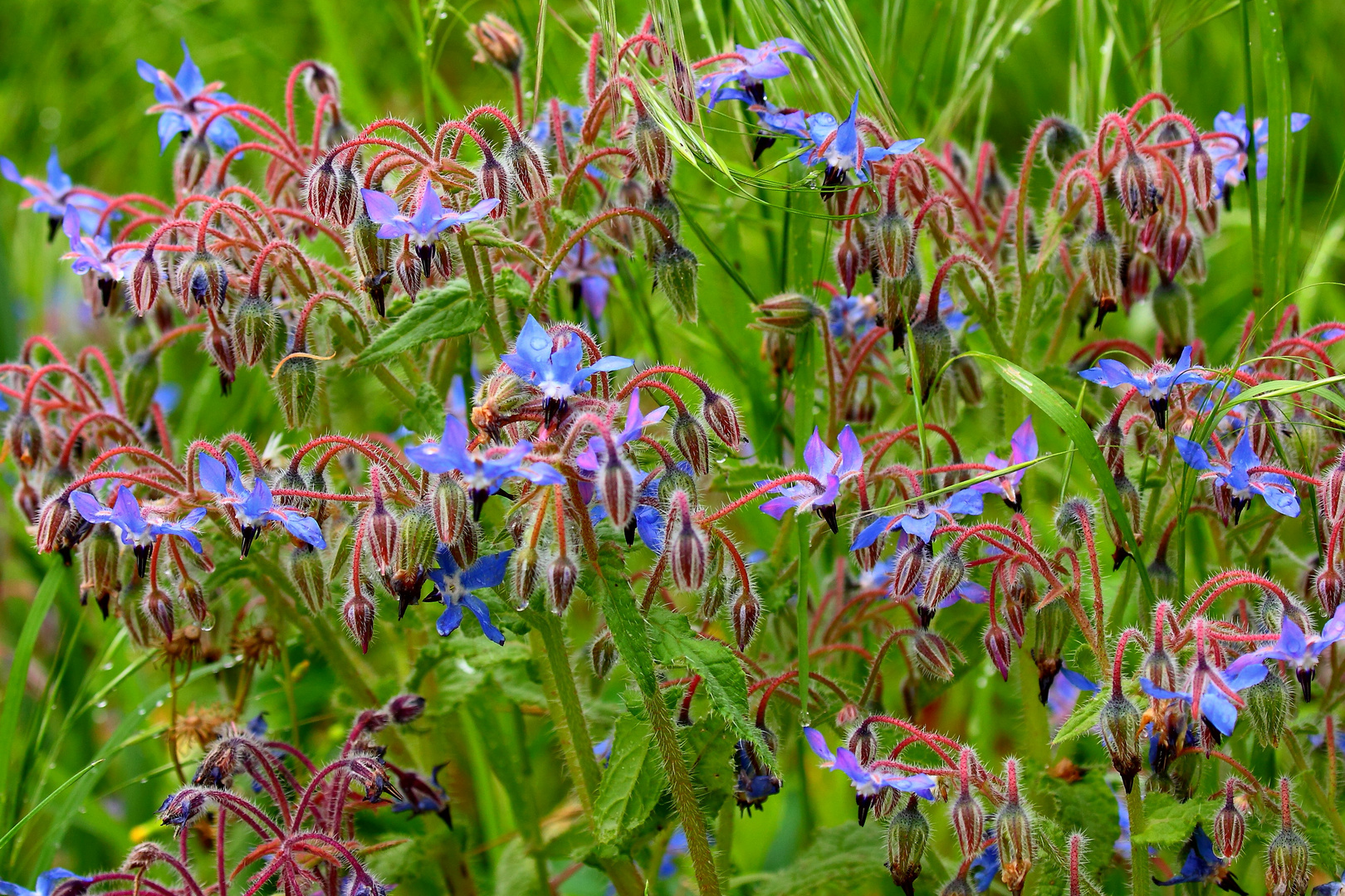 les papillons bleus 