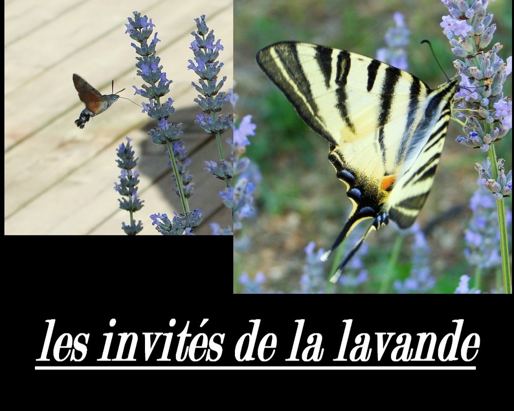 les papillons de lavande