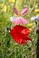 les papillons de Valloires