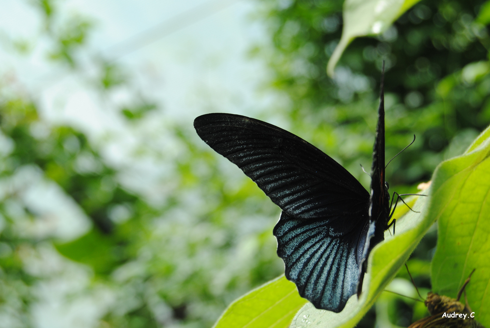 les papillons du monde