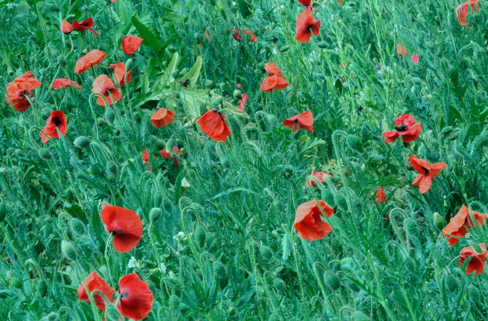 les Papillons Rouges