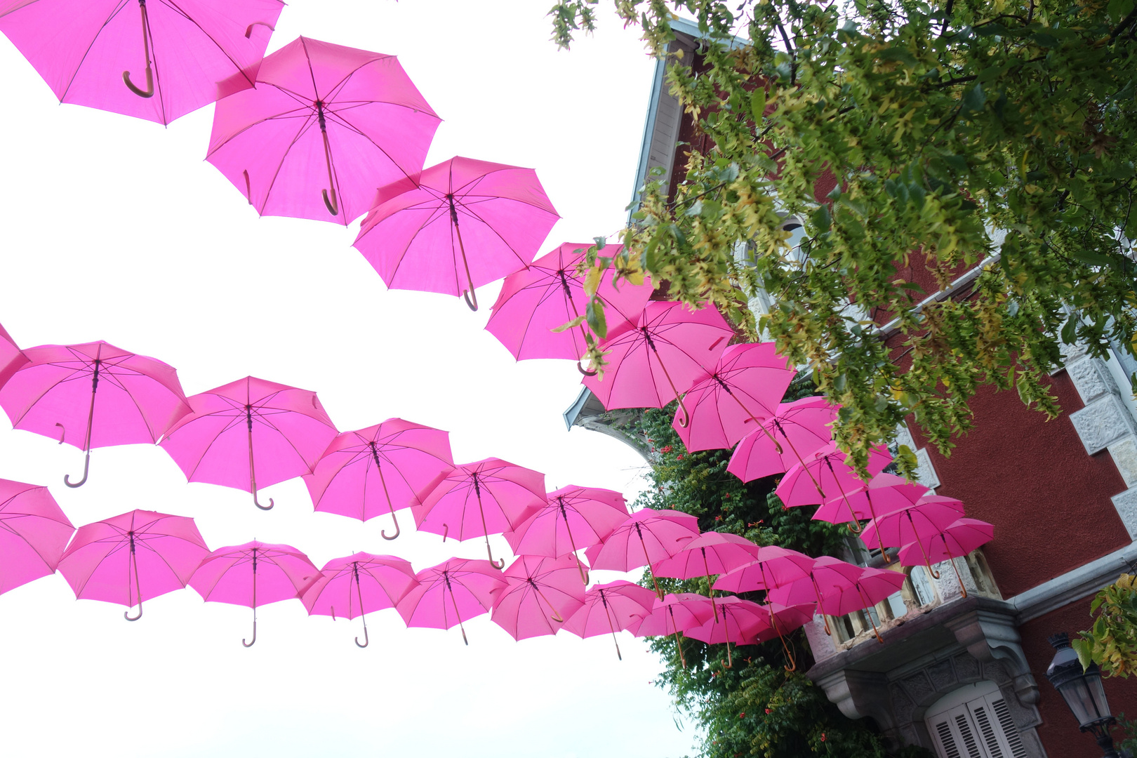 Les parapluies roses