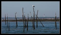 " Les parc à huîtres du Cap Ferret "