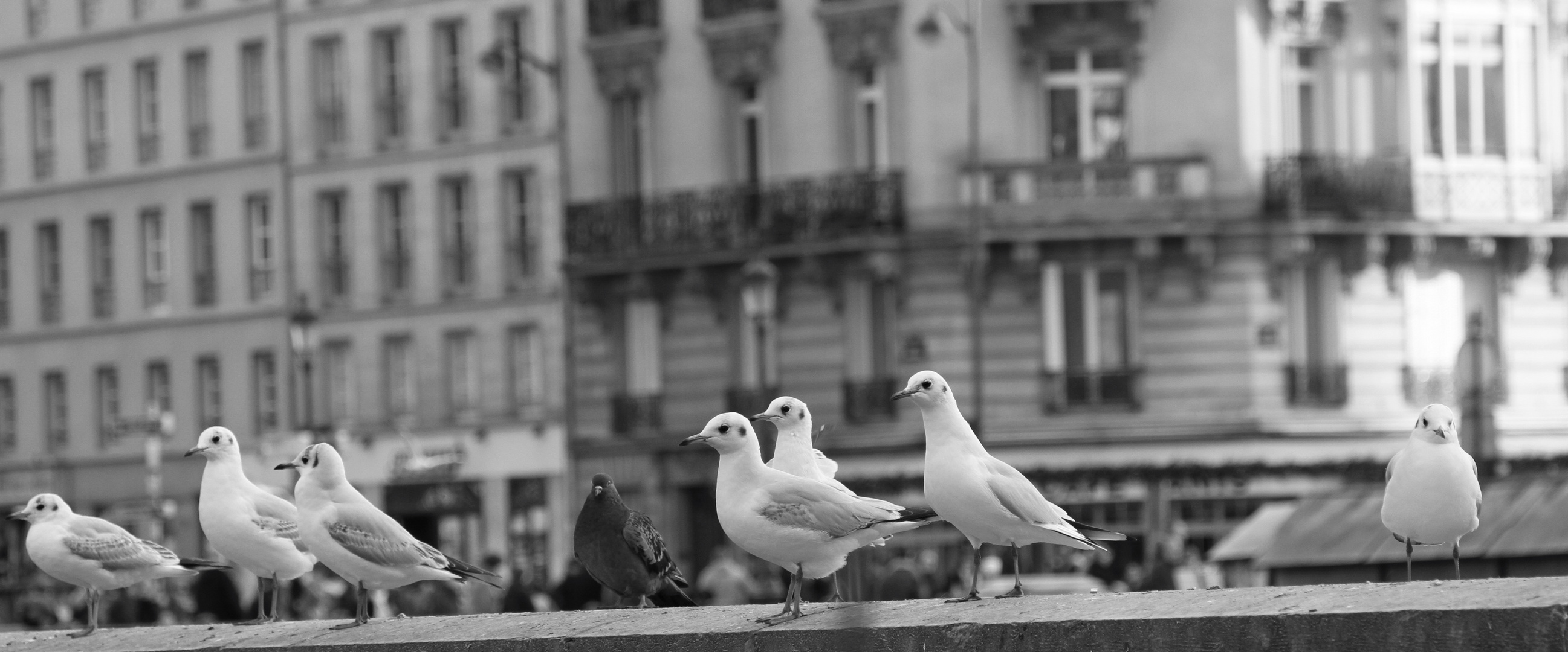 Les Parisiennes !