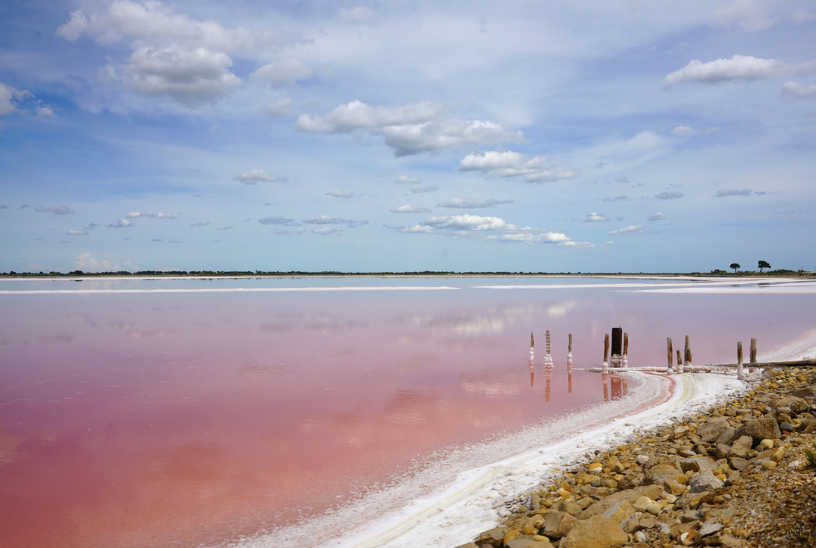 Les  pastels du Salin du Midi