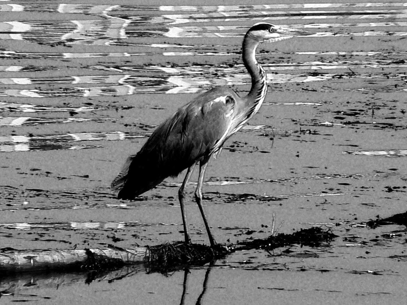 les pattes á l'eau.