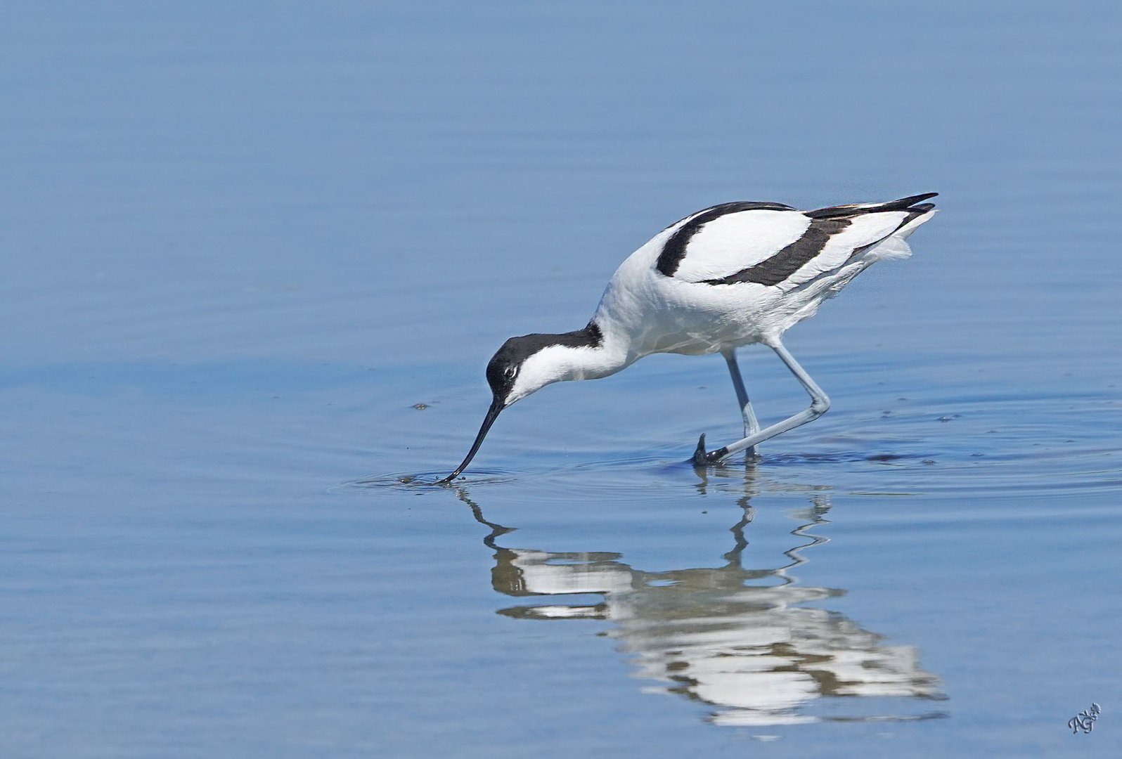 les pattes bleues de l'avocette dans l'eau bleue ....