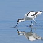 les pattes bleues de l'avocette dans l'eau bleue ....