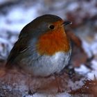 les pattes dans une riviere de diamants