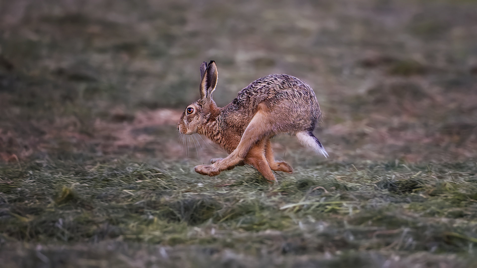 Les pattes de devant sont derrières et vice versa