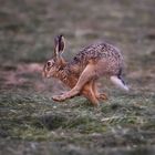 Les pattes de devant sont derrières et vice versa