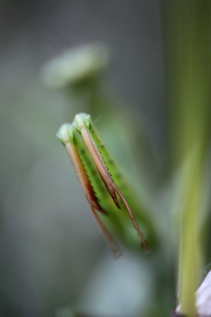 Les pattes du flou