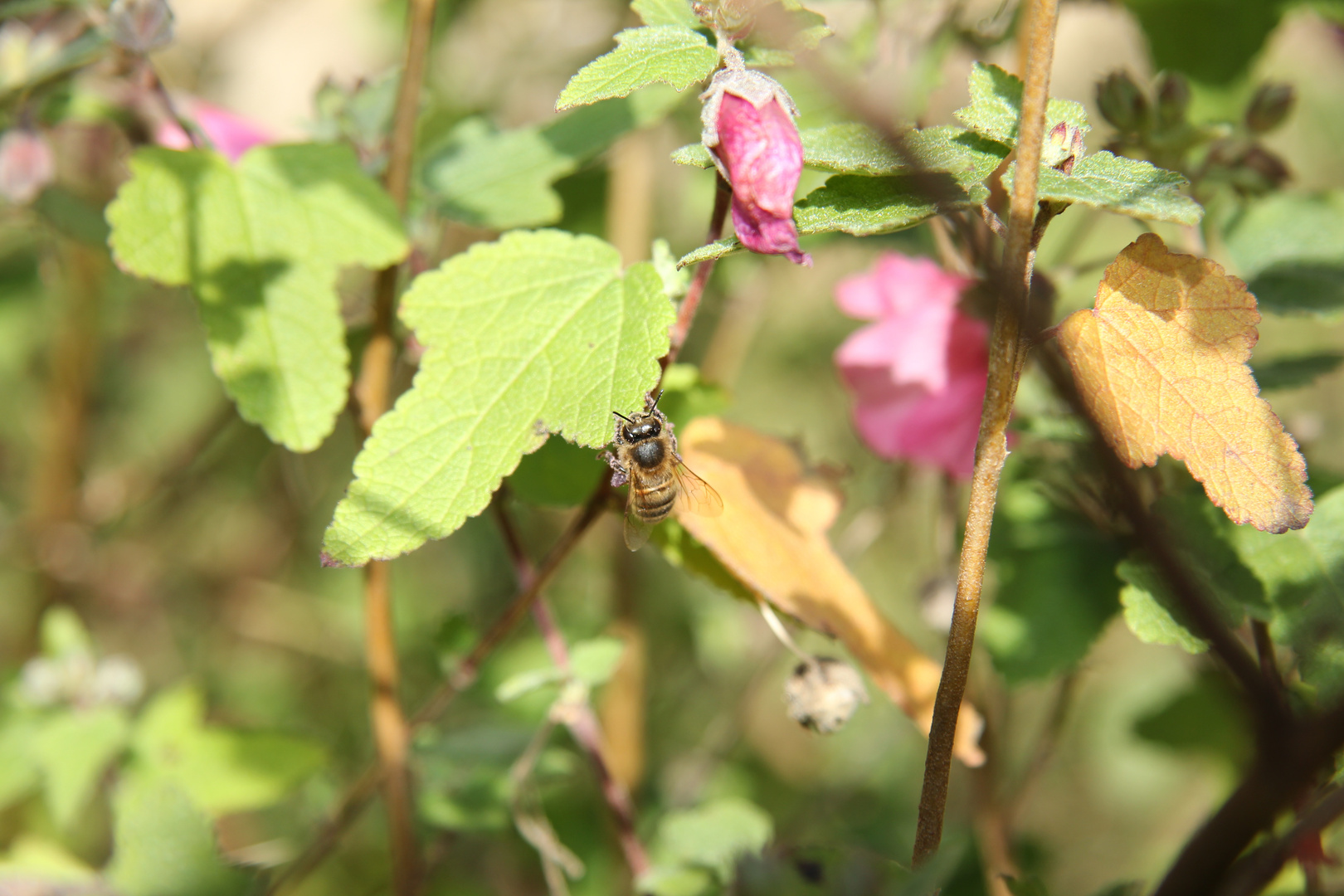 les pattes pleines de pollen