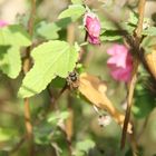 les pattes pleines de pollen