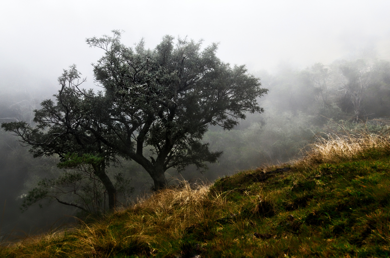 les paturages des hauts