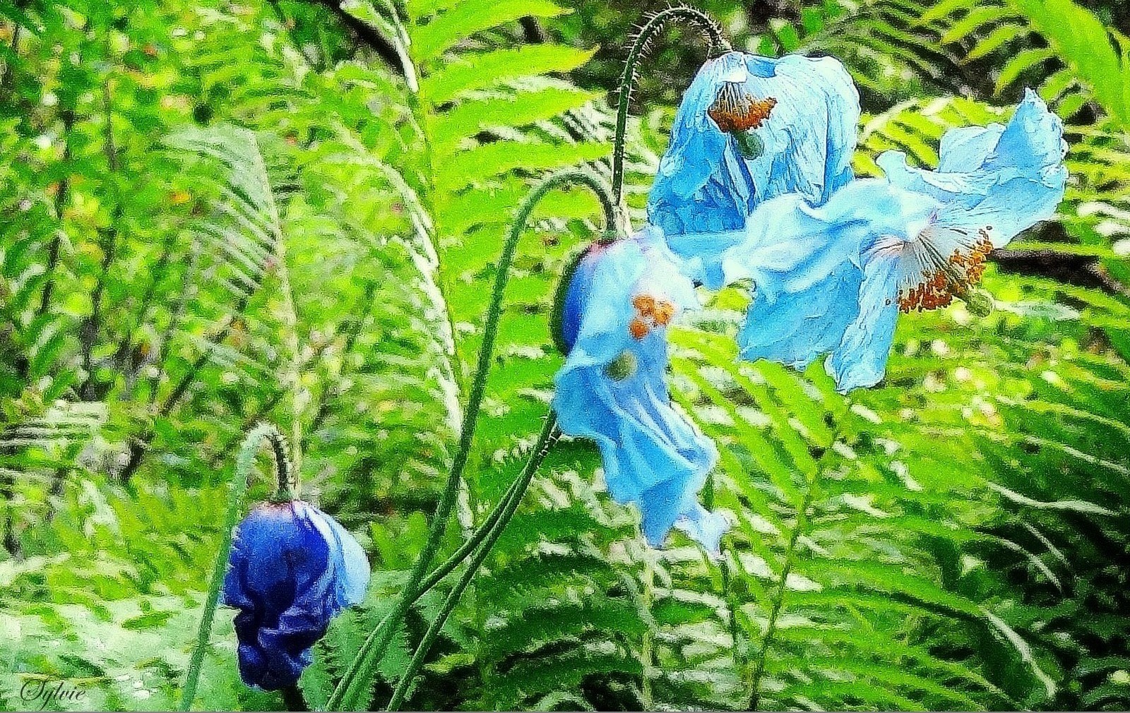 Les pavots bleus des jardins de Métis (Bas St-Laurent, Québec)