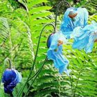 Les pavots bleus des jardins de Métis (Bas St-Laurent, Québec)