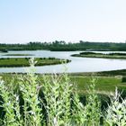 Les paysage du Teich