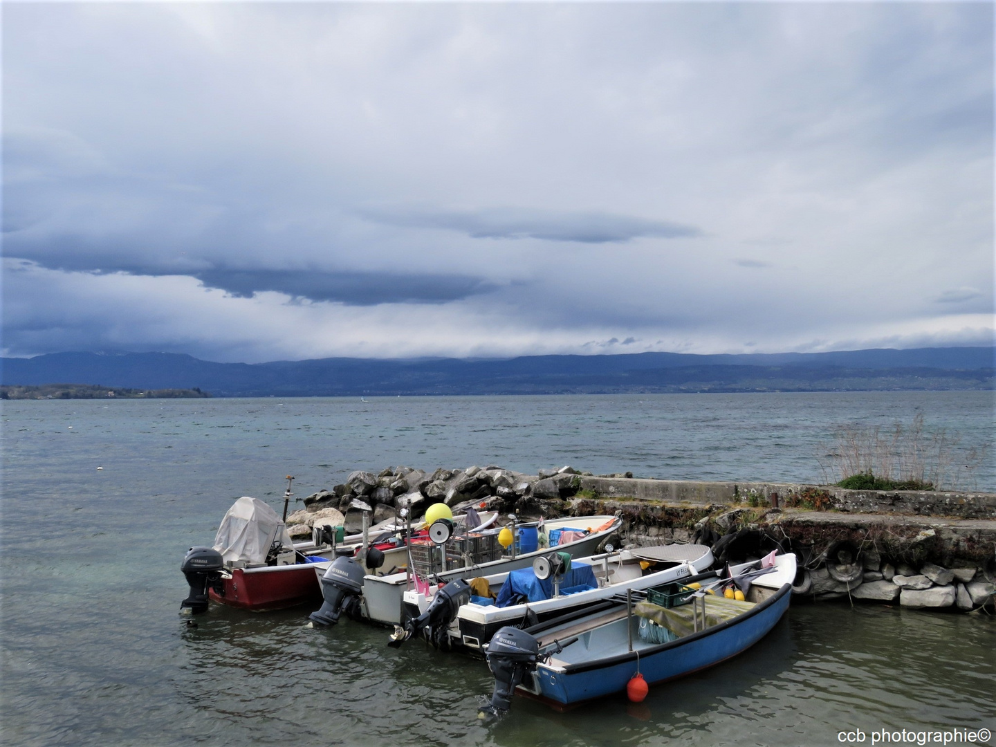 Les pecheurs du Léman - ils sortent la fera, l'omble chevalier, perche du lac et truite du lac