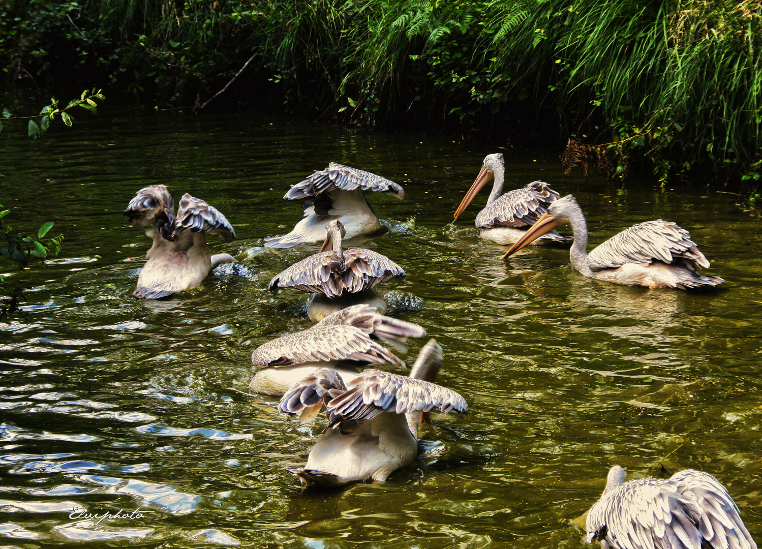 Les pélicans