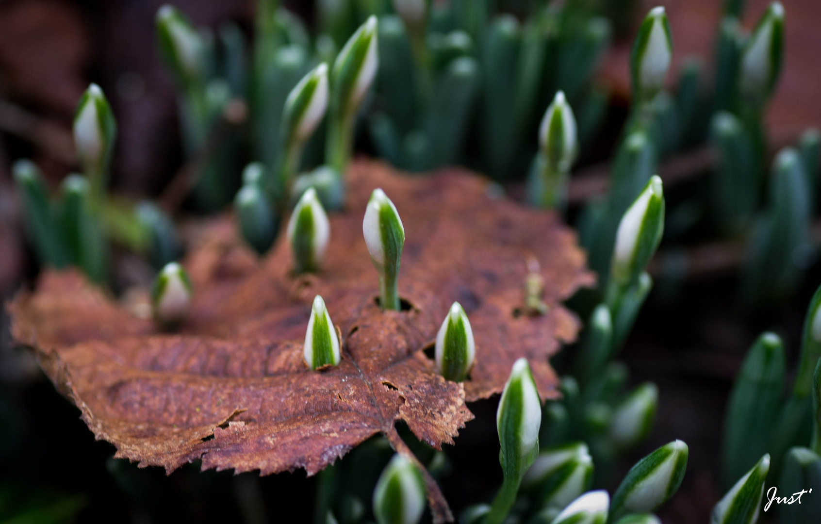 Les perce neige perce feuilles...