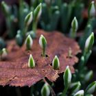 Les perce neige perce feuilles...