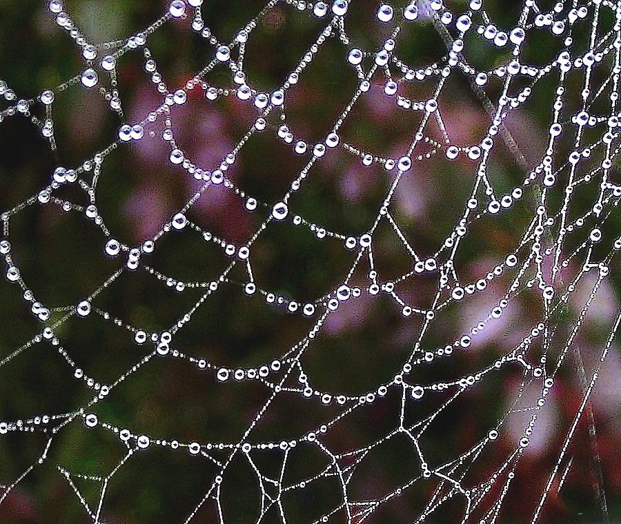 Les perles de pluie