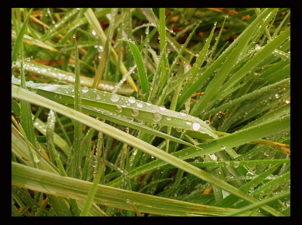 les perles de pluies...