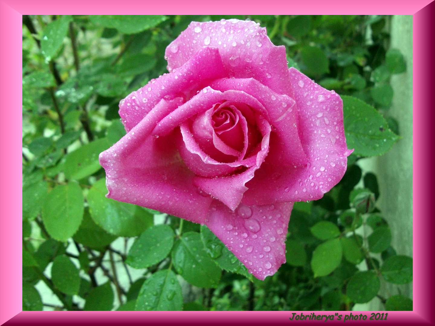 Les perles de rose ....