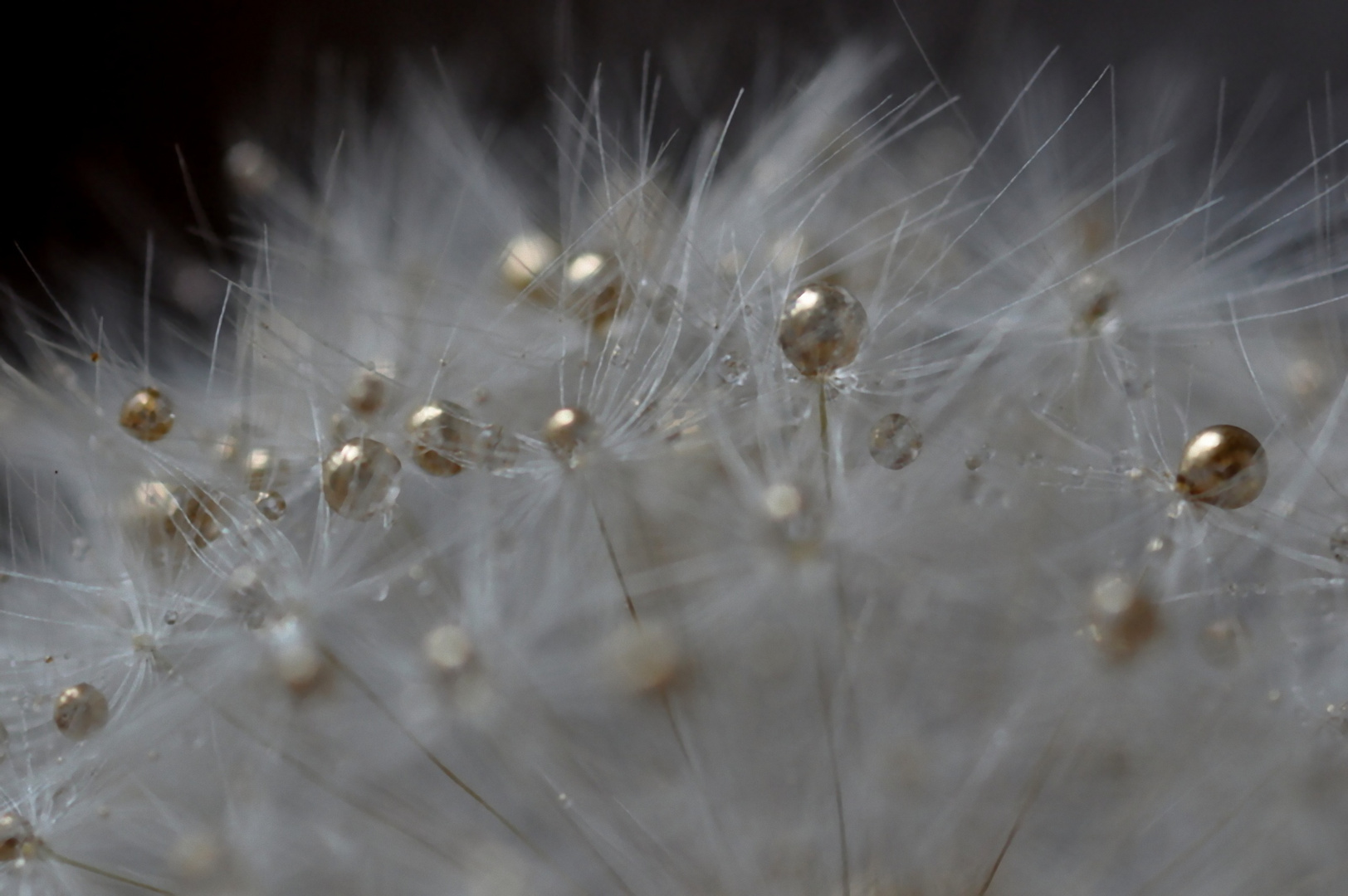 les perles d'or