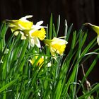 Les perles du printemps.