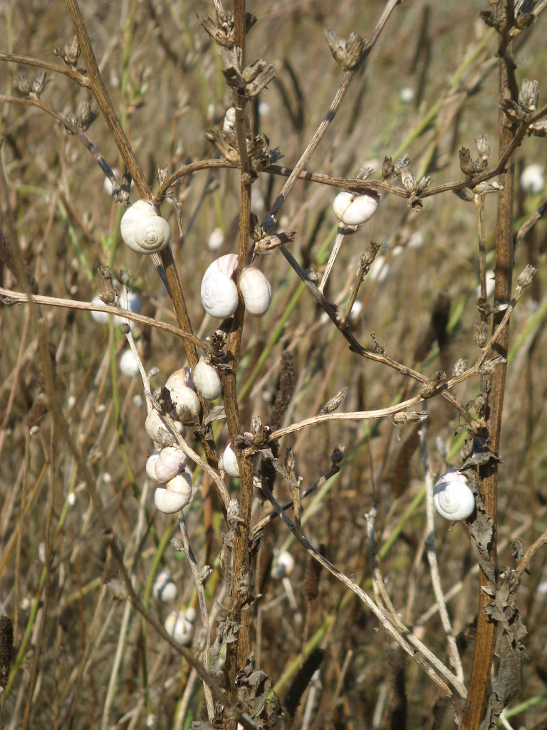 les petit escargots