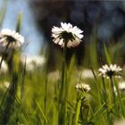 les petite fleurs