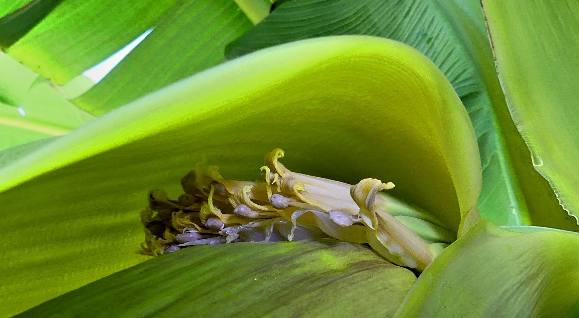 Les petites bananes