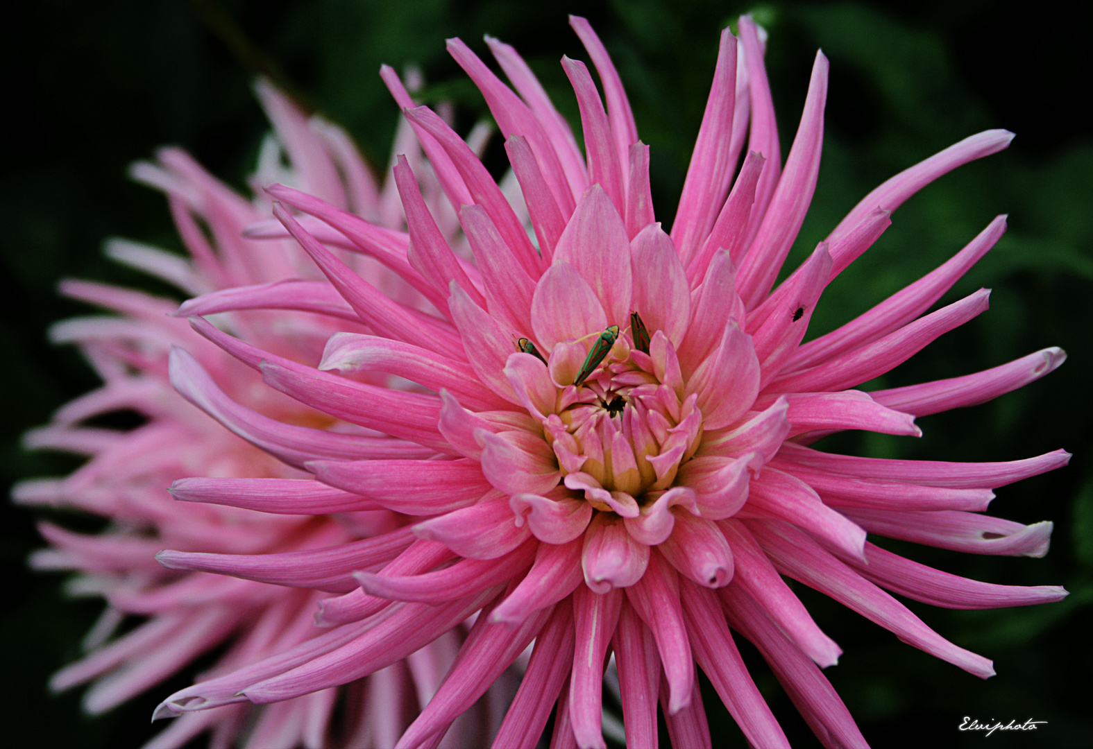 Les petites bestioles du dahlia