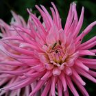 Les petites bestioles du dahlia