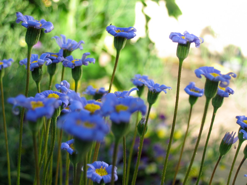 les petites bleues