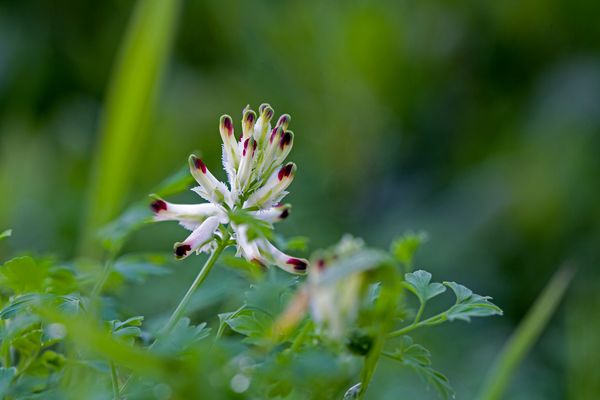 les petites dernières ....