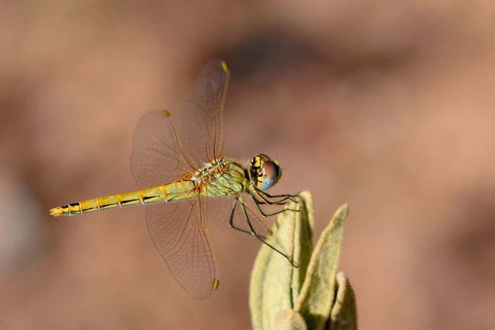 Les petites fées de la nature 1