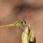 Les petites fées de la nature 1