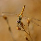 Les petites fées de la nature 2