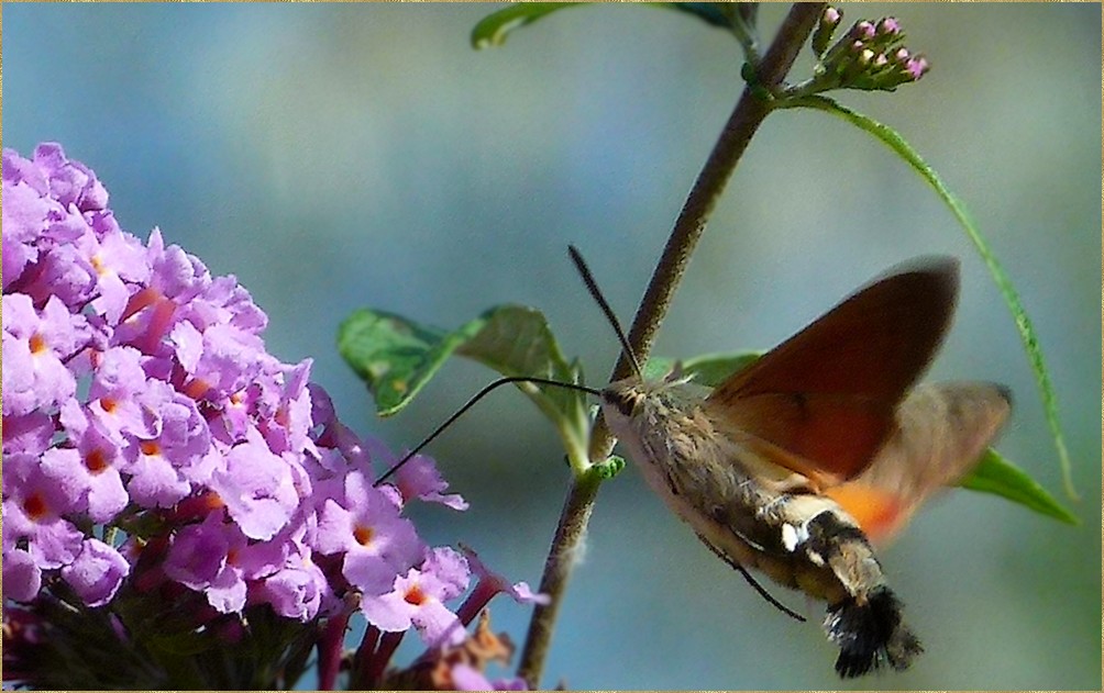 *les petites fleurs*