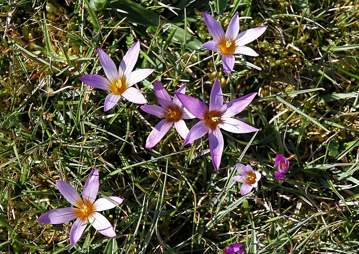 les petites fleurs !